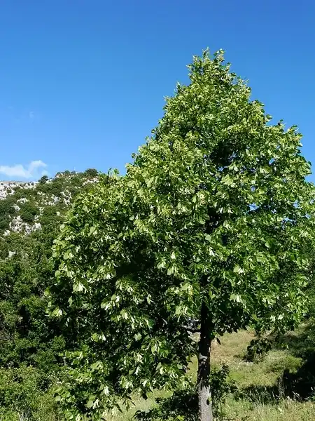 Фото Tilia cordata - Form:Isidre Blanc