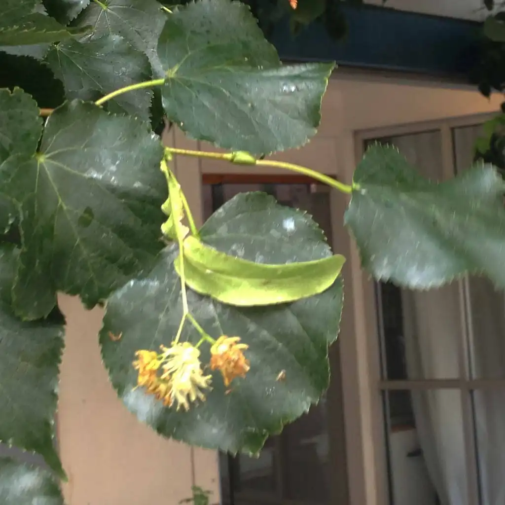 Фото Tilia cordata - Flower and Leaves (Ashville, NC):Jim Robbins