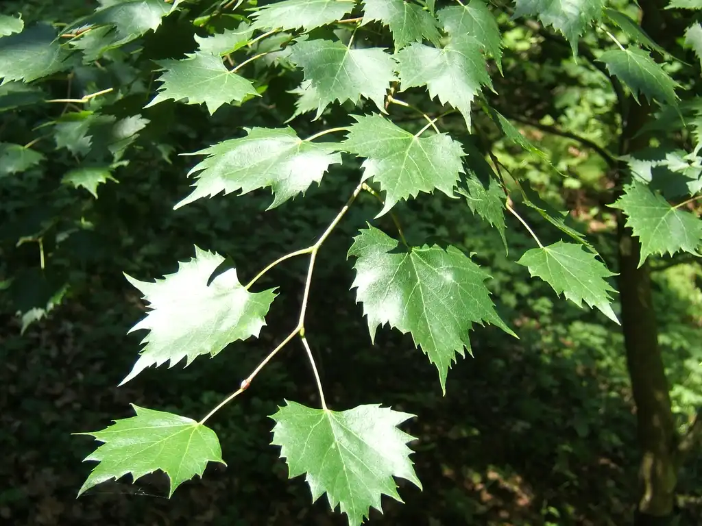 Фото Tilia mongolica (Tilia mongolicas)