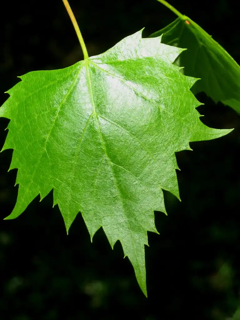 Фото Tilia mongolica (Tilia mongolicas)