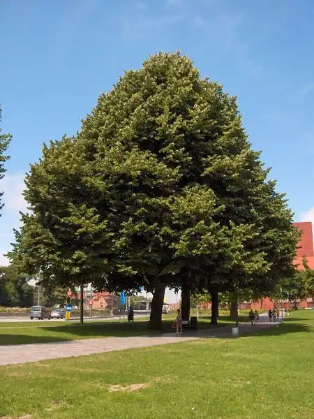 Foto de Tilia tomentosa (Tilia tomentosas)