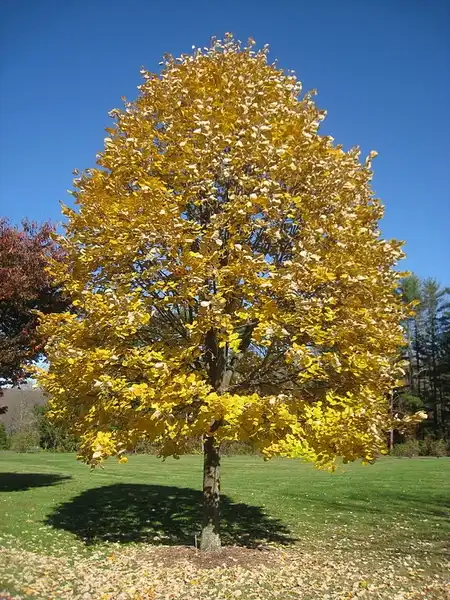 Foto de Tilia tomentosa (Tilia tomentosas)