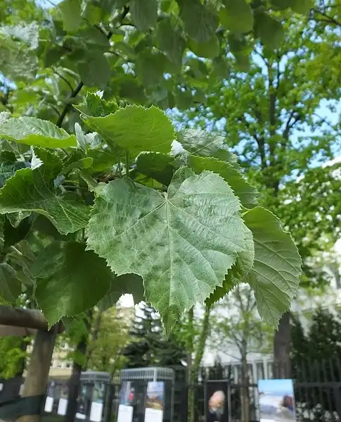 Foto de Tilia tomentosa - Leaves:Panek