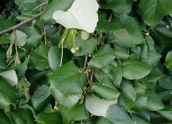Foto de Tilia tomentosa - Leaves showing underside, and a few fruits.:Siebrand