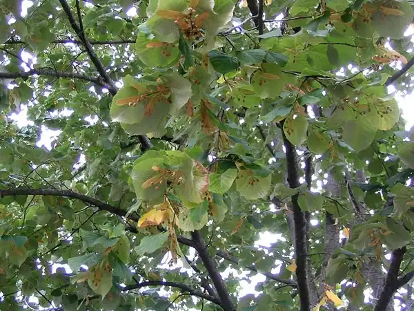 Foto de Tilia tomentosa - Looking up from under the canopy.:Jeantosti