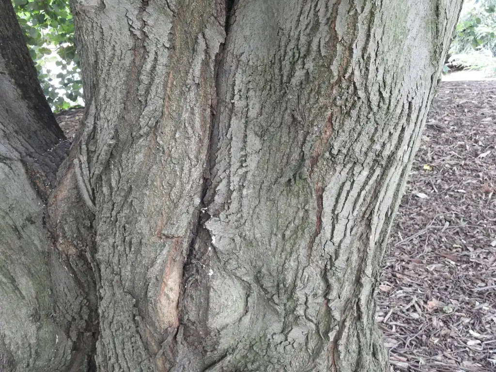 Foto de Tilia tomentosa - 'Petiolaris' bark:Kathleen Moore