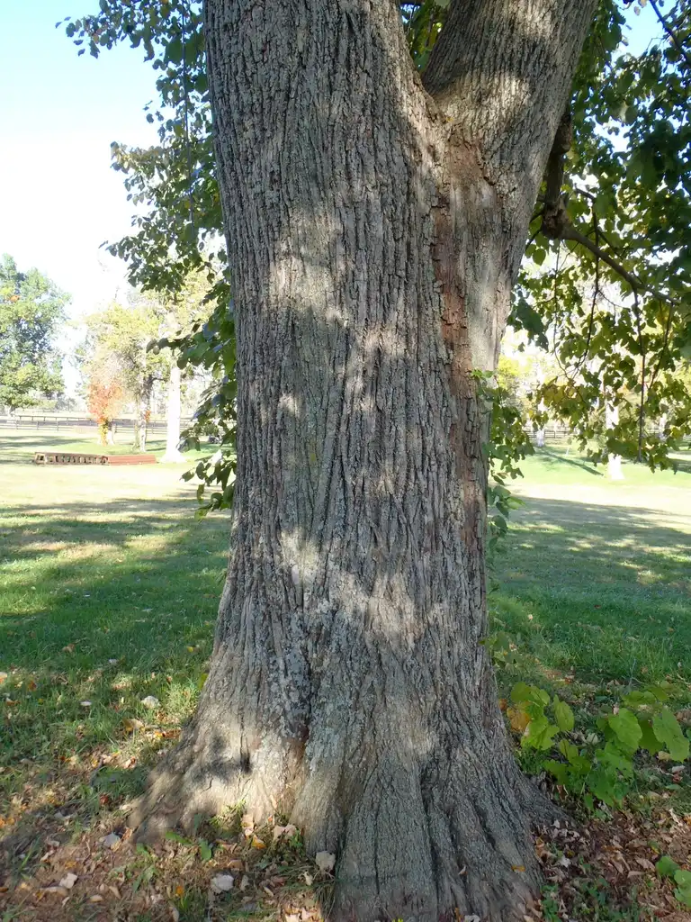 Foto de Tilia tomentosa - Bark:Jim Robbins