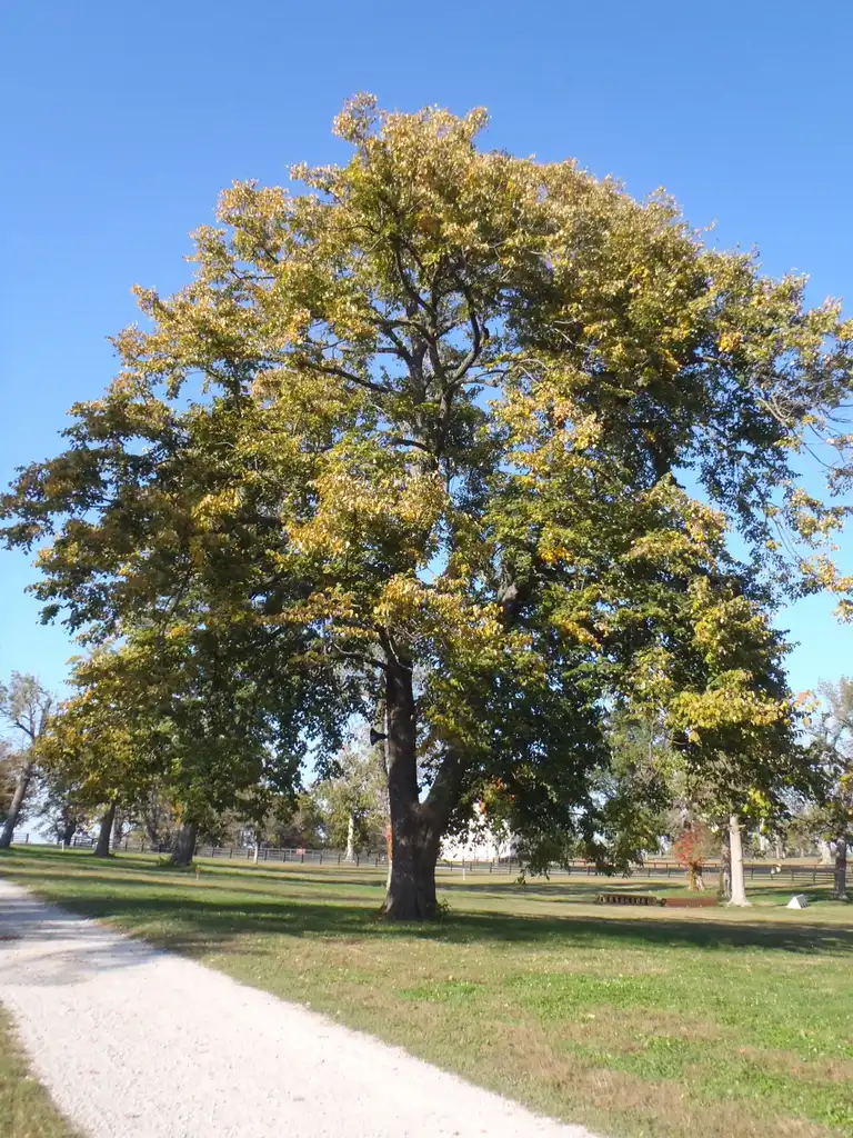 Foto de Tilia tomentosa - Form:Jim Robbins