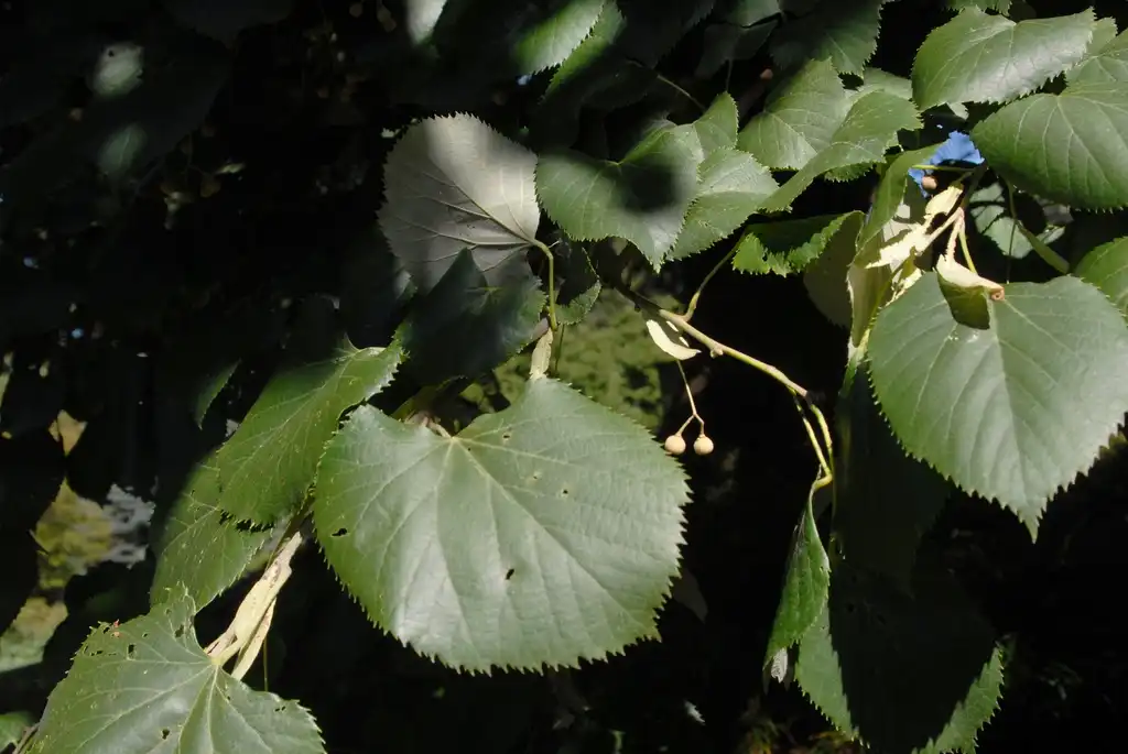 Foto de Tilia tomentosa - Fruit and Leaves:Jim Robbins