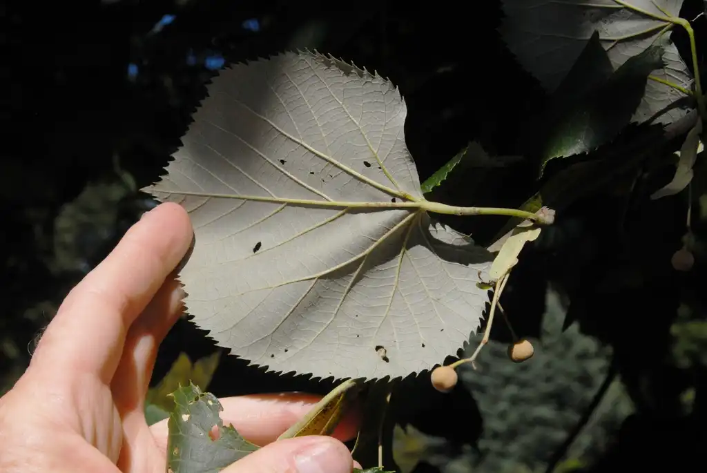 Foto de Tilia tomentosa - Leaf Under Side:Jim Robbins