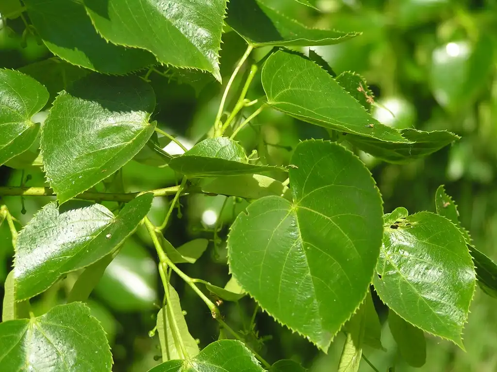 Photo of Tilia x euchlora (Tilia x euchloras)