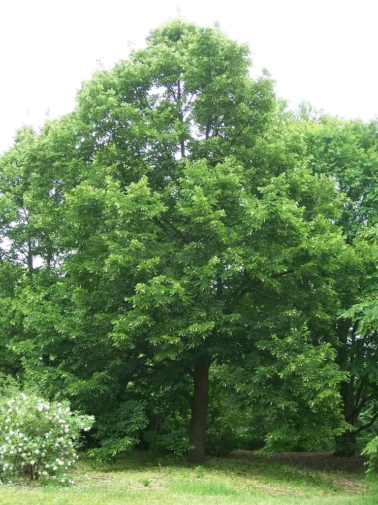 Photo of Tilia x euchlora (Tilia x euchloras)