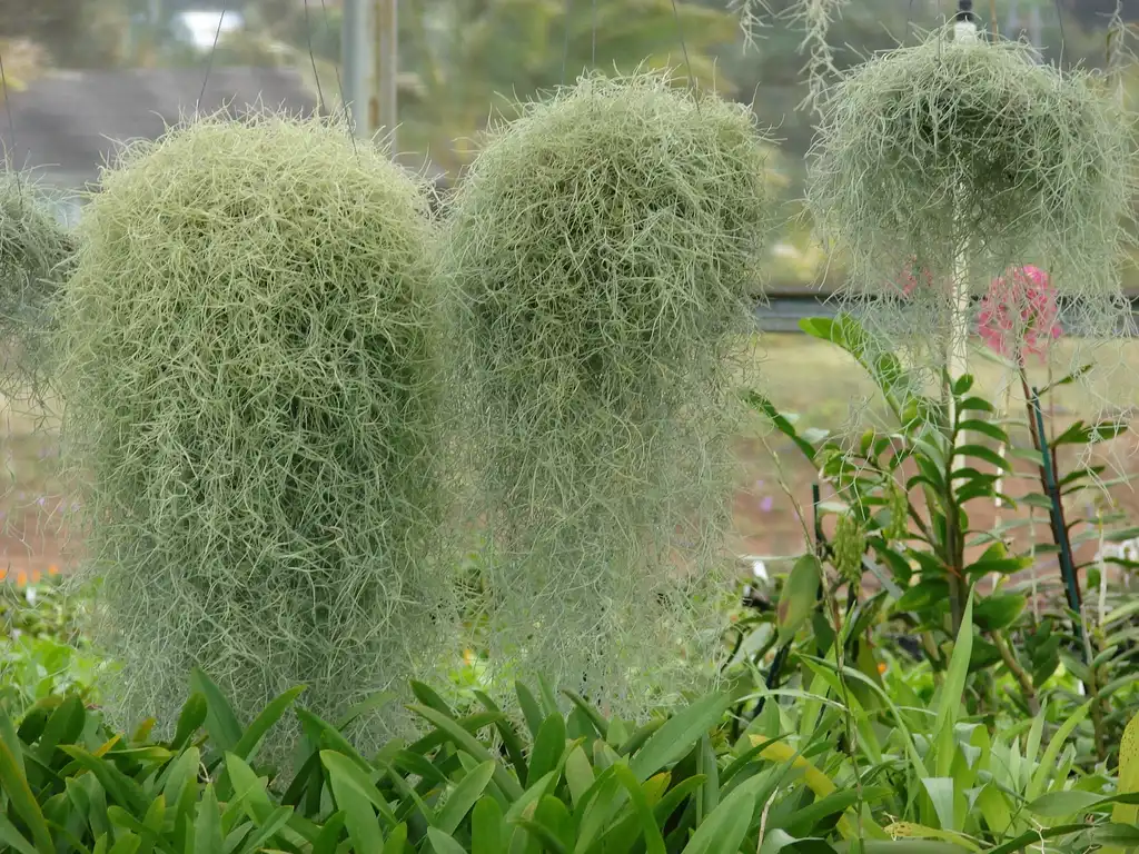Foto de Tillandsia usneoides (Tillandsia usneoidess)