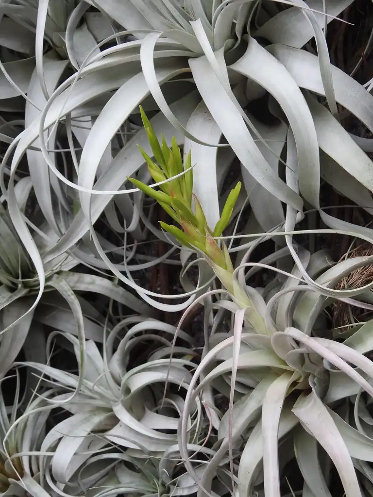 Foto de Tillandsia xerographica (Tillandsia xerographicas)