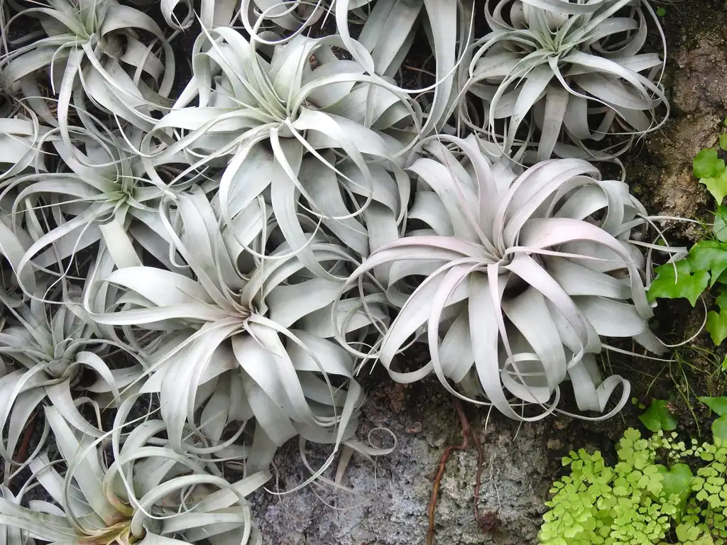 Foto de Tillandsia xerographica (Tillandsia xerographicas)
