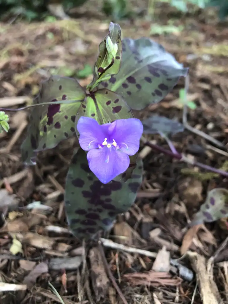 Фото Tinantia pringlei (Tinantia pringleis)