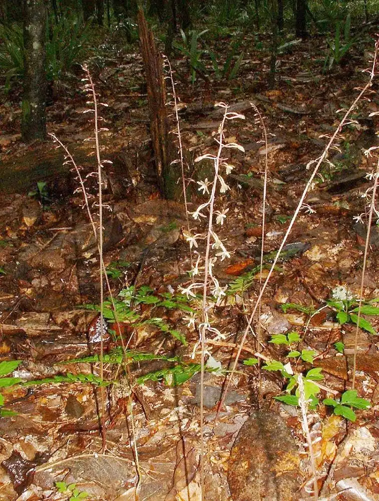 Фото Tipularia discolor (Tipularia discolors)