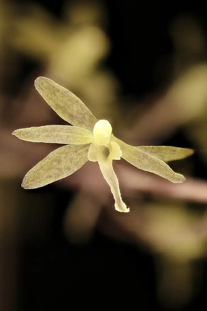 Фото Tipularia discolor (Tipularia discolors)