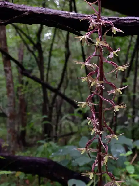 Фото Tipularia discolor - Flowers:Fritz Flohr Reynolds