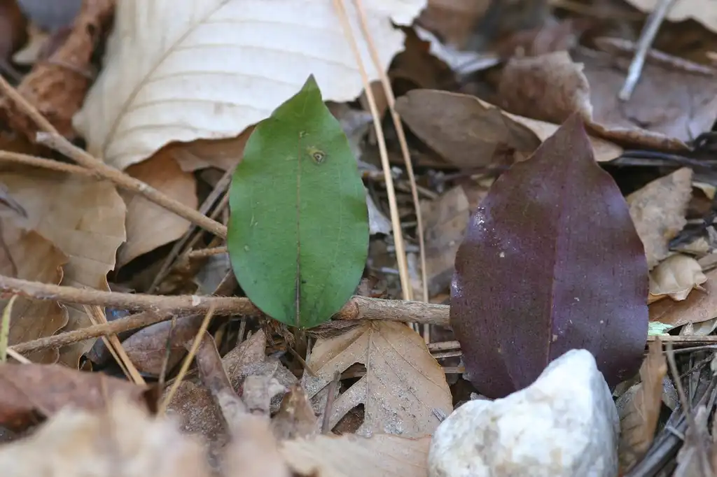 Фото Tipularia discolor - Front and back of leaf:Fineau