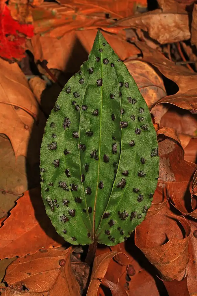 Фото Tipularia discolor - Leaf with raised purple spots:Judy Gallaghe