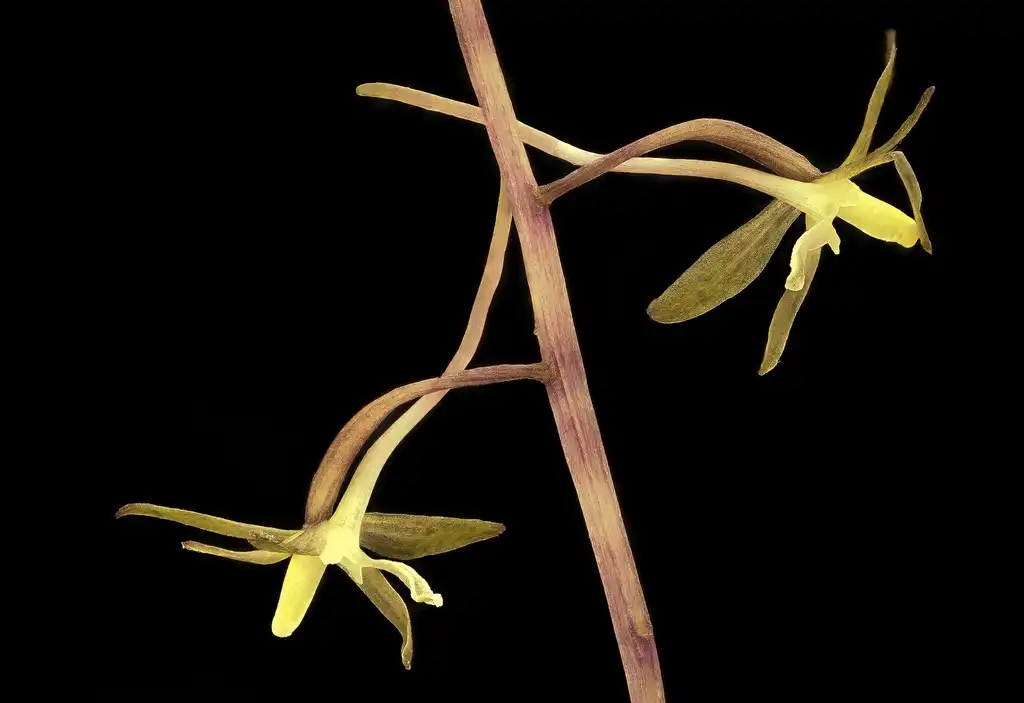 Фото Tipularia discolor - Side view and stem:USGS Bee Inventory and Monitoring Lab