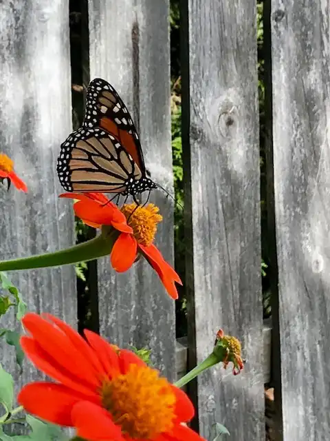 Photo of Tithonia rotundifolia (Tithonia rotundifolias)