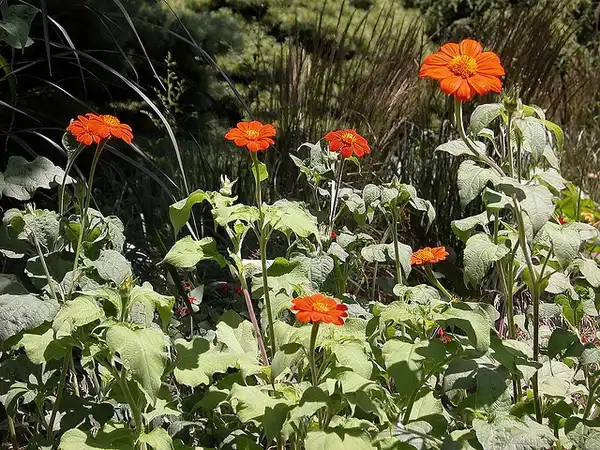 Photo of Tithonia rotundifolia (Tithonia rotundifolias)