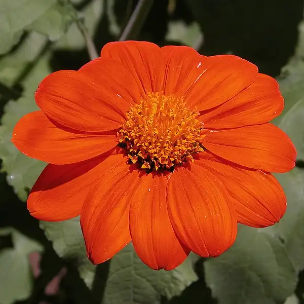 Photo of Tithonia rotundifolia - T. rotundifolia flower detail:Photo by Carl Lewis