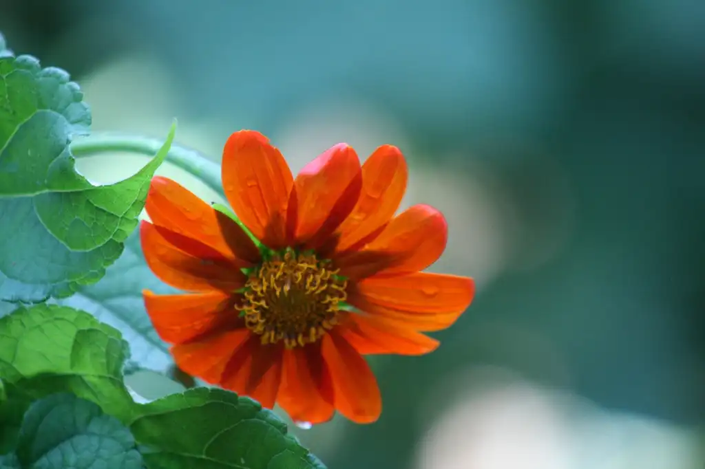 Photo of Tithonia rotundifolia - Flower Close-up (Johnston, NC):Chris Alberti