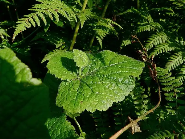 Foto de Tolmiea menziesii (Tolmiea menziesiis)