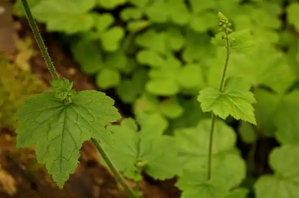 Foto de Tolmiea menziesii (Tolmiea menziesiis)