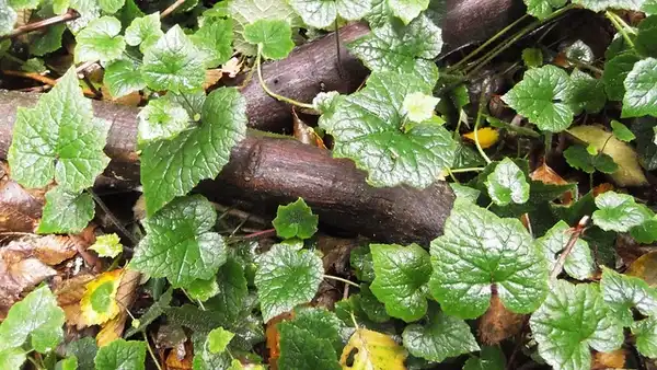Foto de Tolmiea menziesii - Tolmiea menziesii:brewbooks