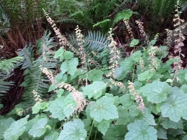 Foto de Tolmiea menziesii - Tolmiea menziesii:brewbooks