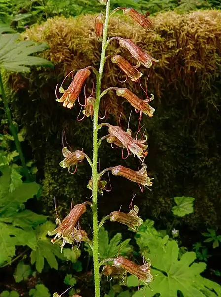 Foto de Tolmiea menziesii - Tolmiea menziesii:Peter Stevens