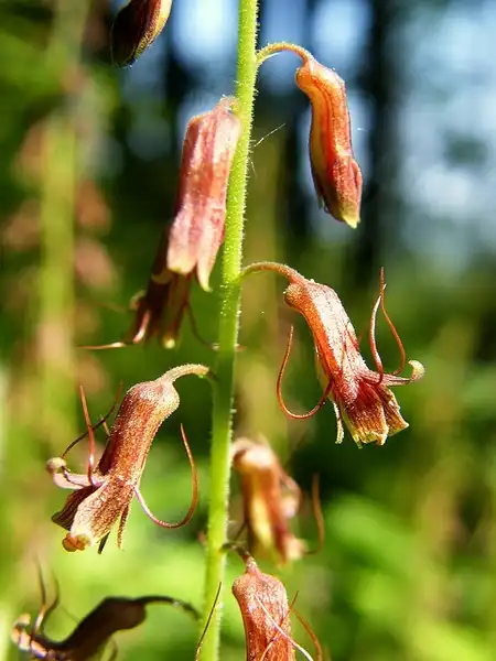 Foto de Tolmiea menziesii - Tolmiea menziesii:Peter Stevens