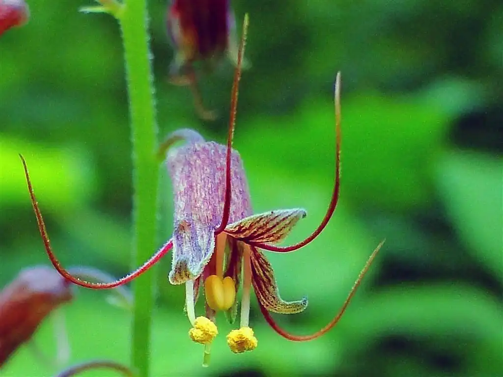 Foto de Tolmiea menziesii - Flower detail:Digitalbcon