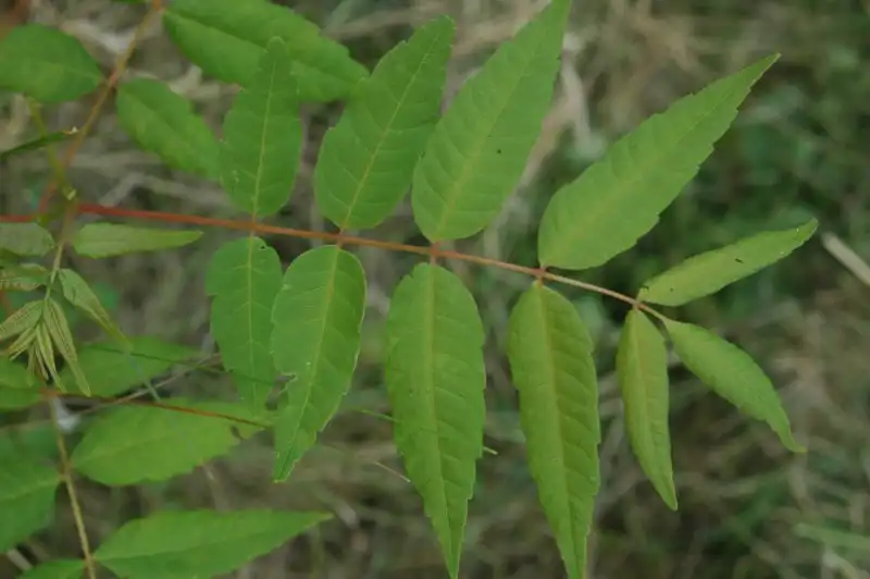 Photo of Toona sinensis (Toona sinensiss)