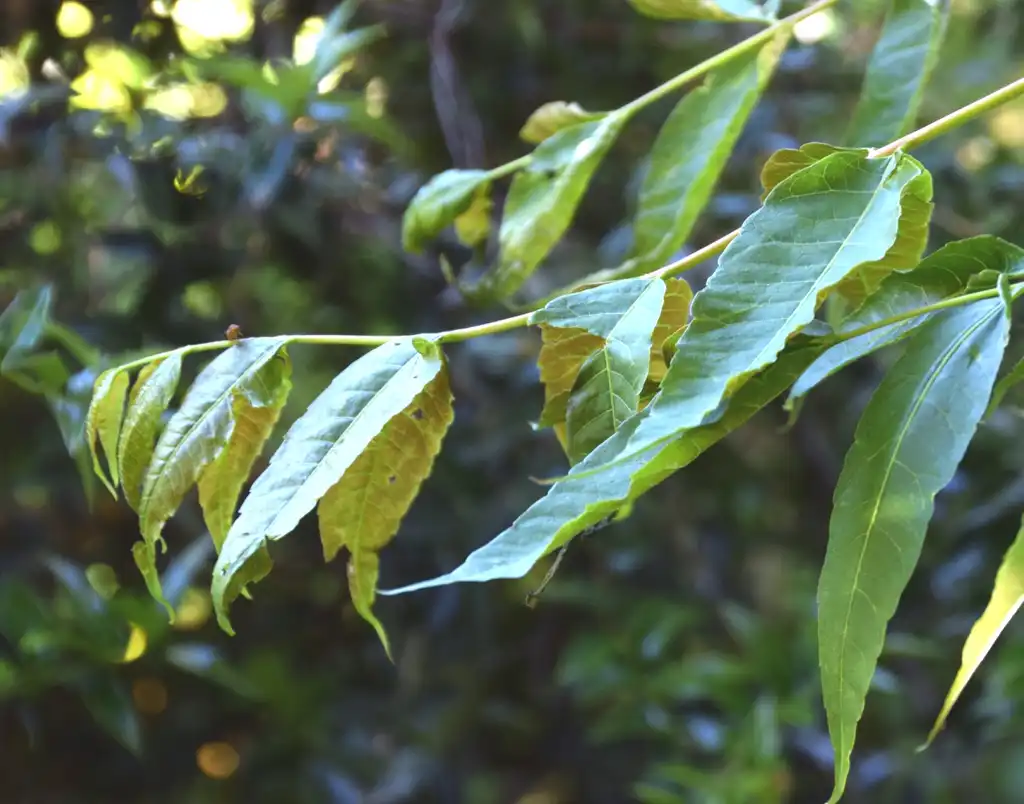 Photo of Toona sinensis (Toona sinensiss)