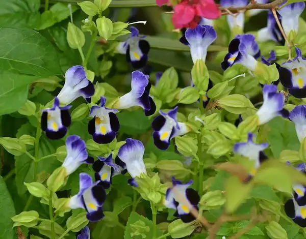 Фото Torenia fournieri (Torenia fournieris)