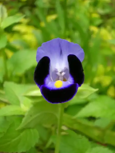 Фото Torenia fournieri (Torenia fournieris)