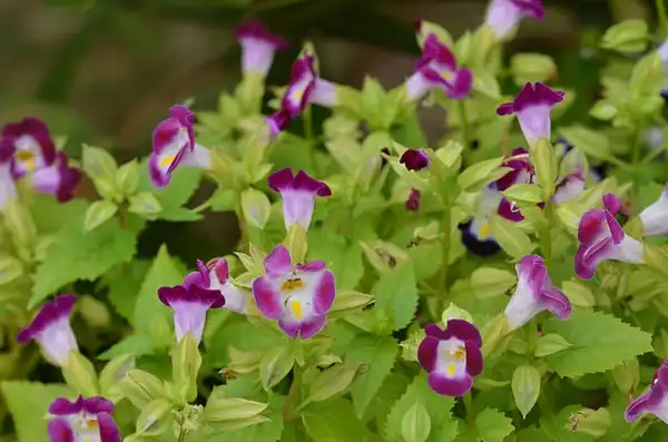 Фото Torenia fournieri - Form:Cerlin Ng