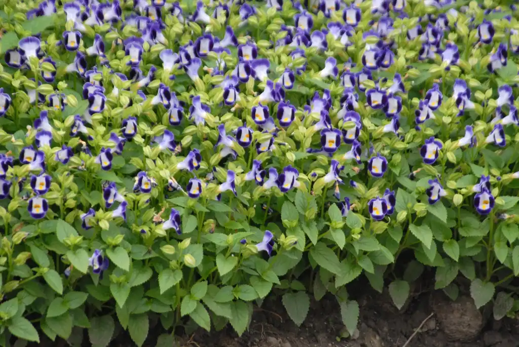 Фото Torenia fournieri - Flower and Leaves:Jim Robbins