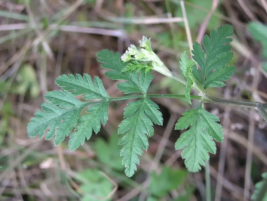 Фото Torilis arvensis (Torilis arvensiss)