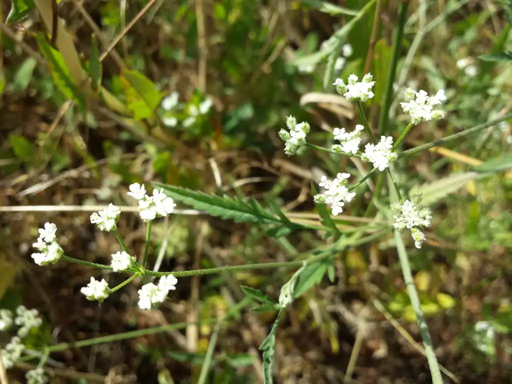 Фото Torilis arvensis (Torilis arvensiss)