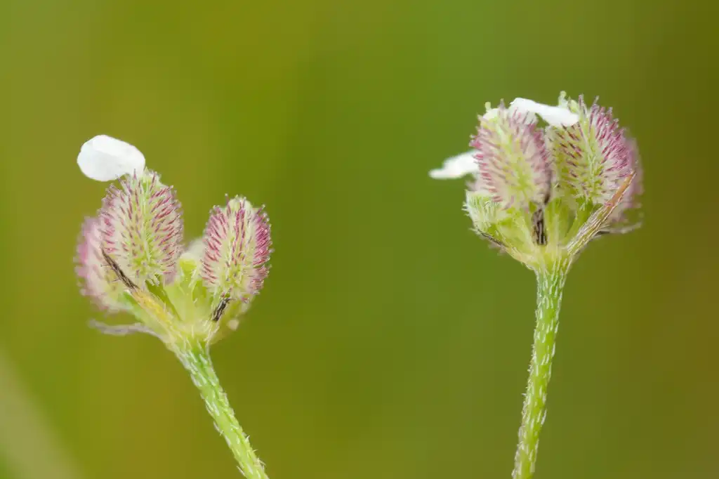 Фото Torilis arvensis - Flower buds:Gilles San Martin