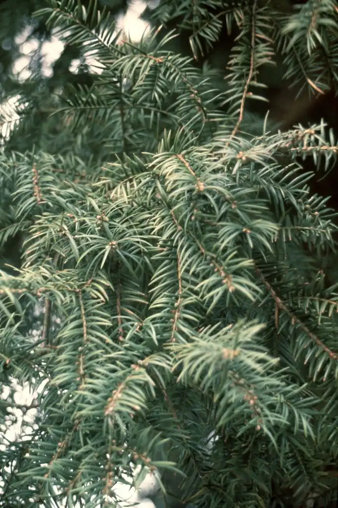 Photo of Torreya taxifolia (Torreya taxifolias)