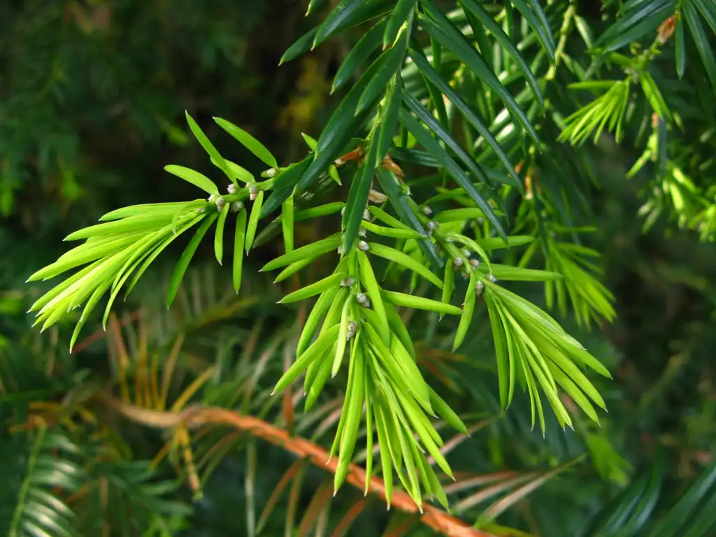 Photo of Torreya (Torreyas)
