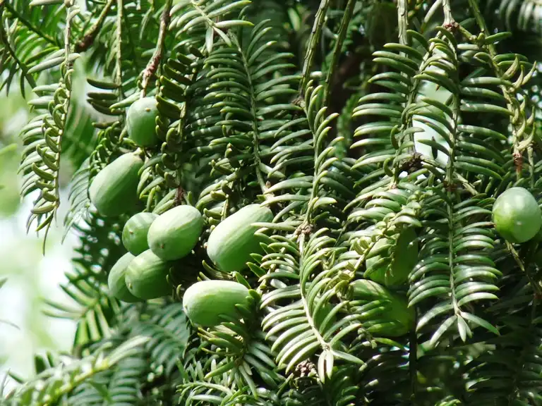 Photo of Torreya (Torreyas)