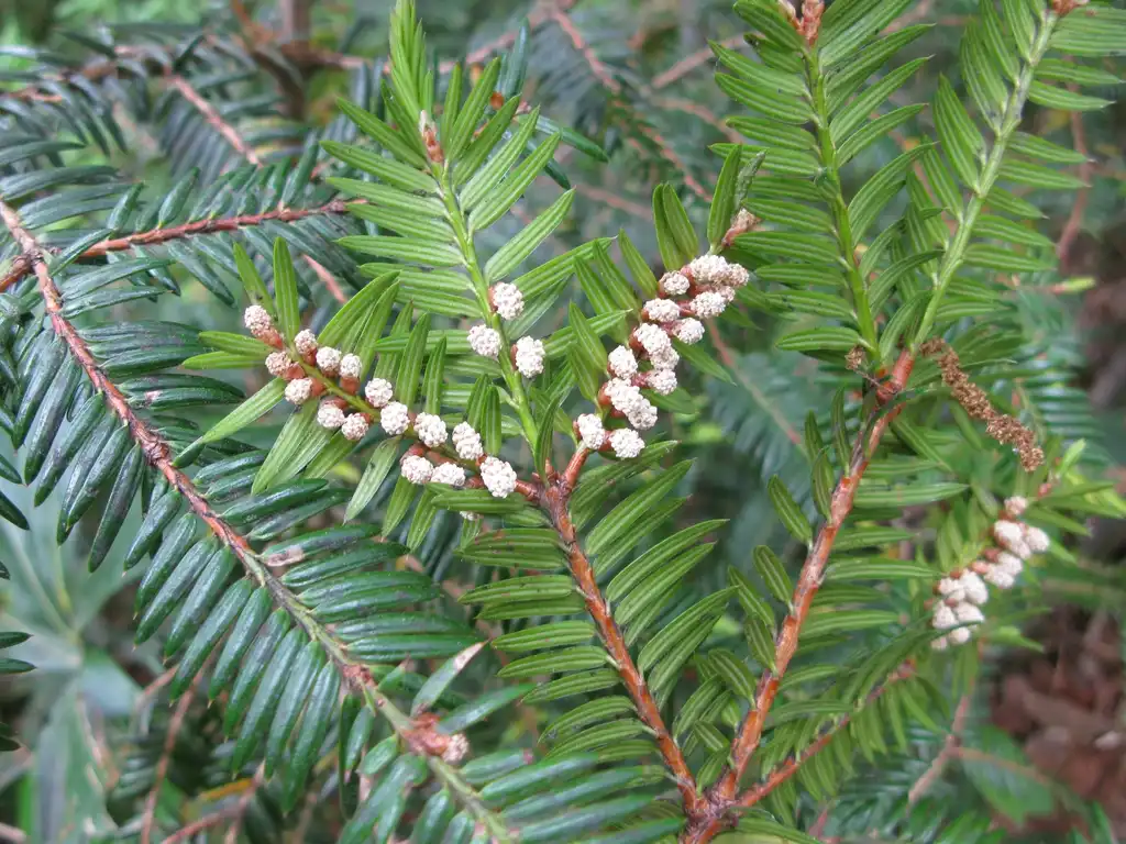 Photo of Torreya - Flower buds and leaves:Qwert1234